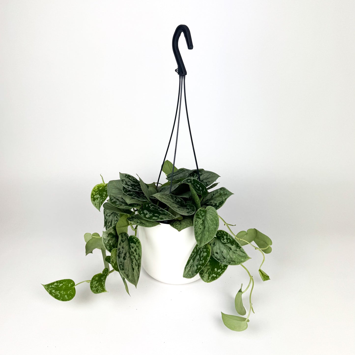 Scindapsus Silvery Anne 14cm Houseplant