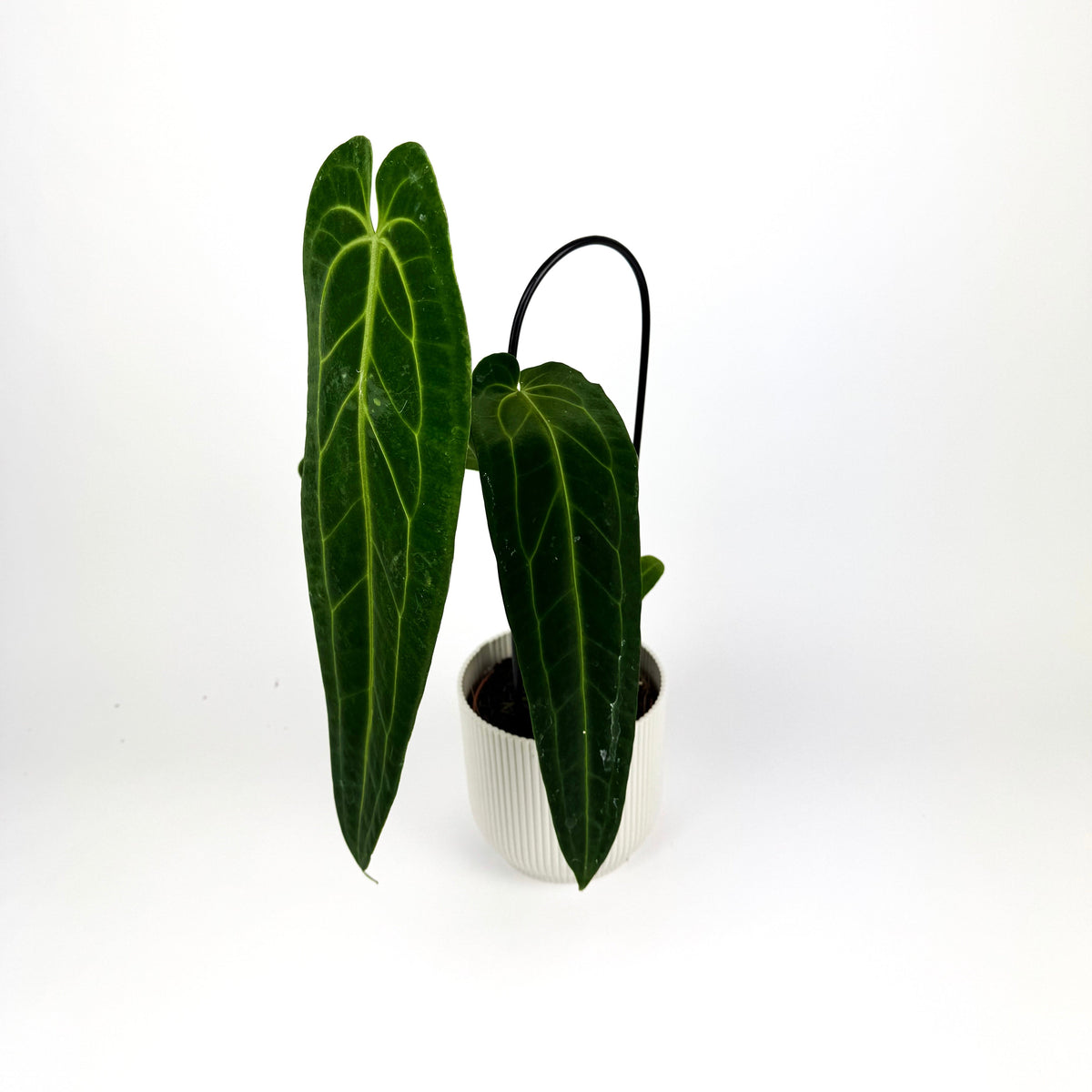 Anthurium Warocqueanum 12cm Houseplant
