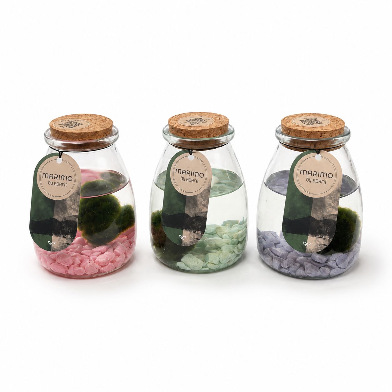 Marimo Moss Ball 9cm Jar Houseplant
