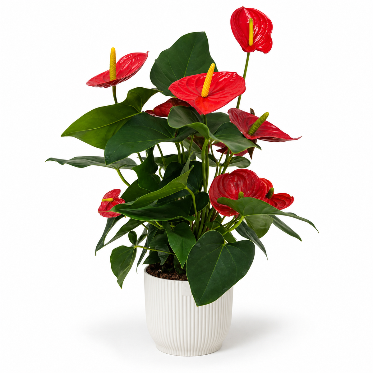 Anthurium Florida Red 17cm Pot Size Houseplant