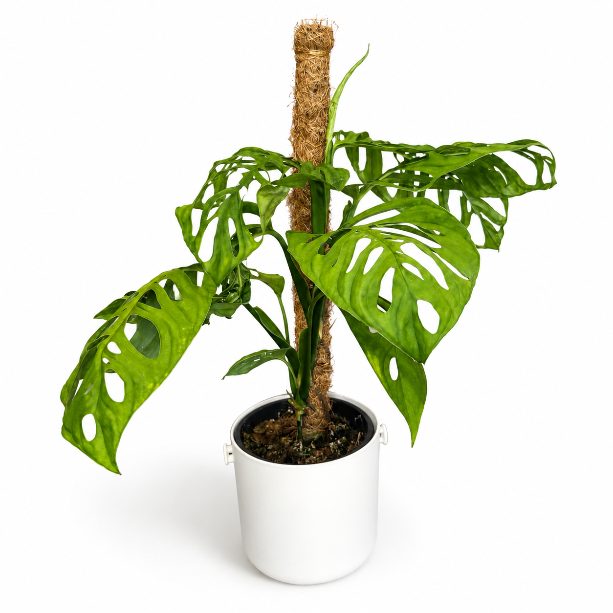 Monstera Esqueletto 17cm Houseplant