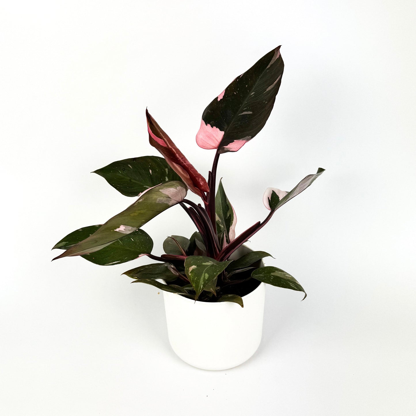 Philodendron Pink Princess 12cm Houseplant