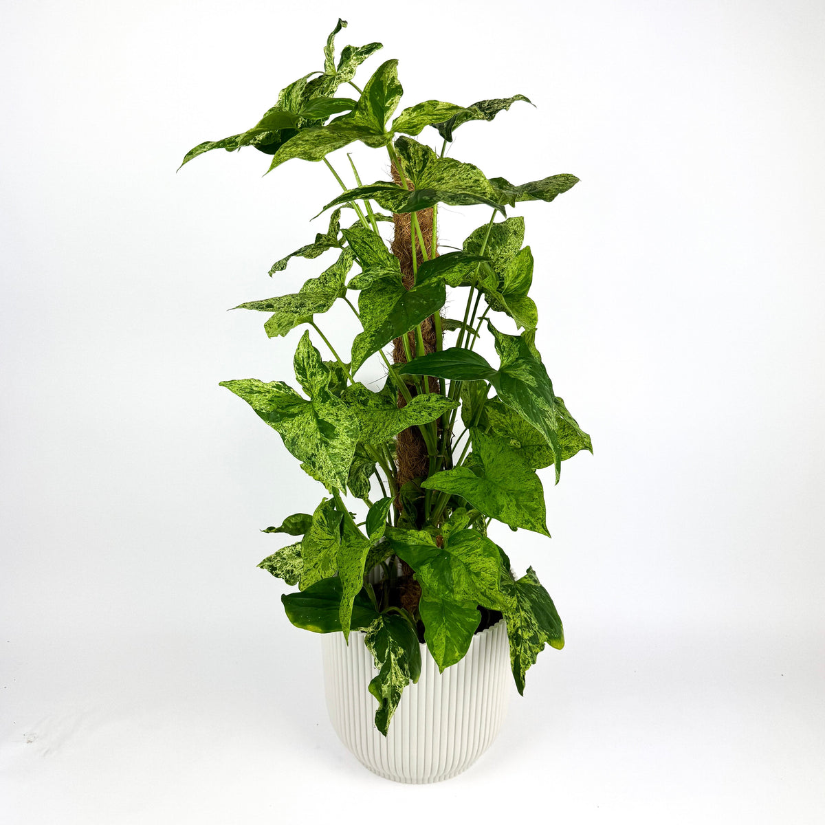 Large Syngonium Mottled 16cm Houseplant