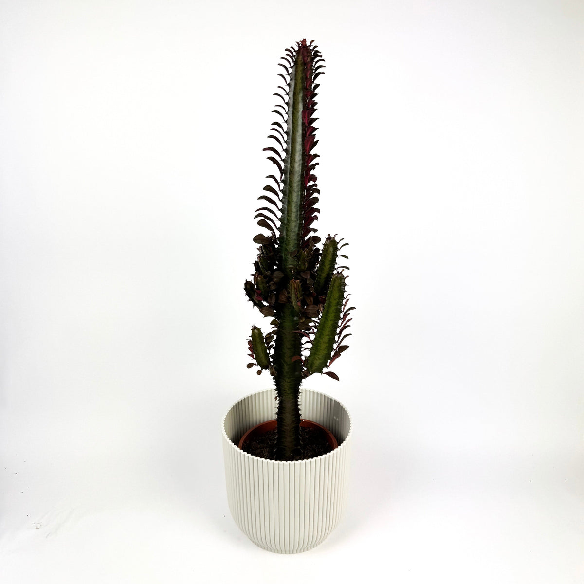 Rubra Trigonia 17cm Houseplant