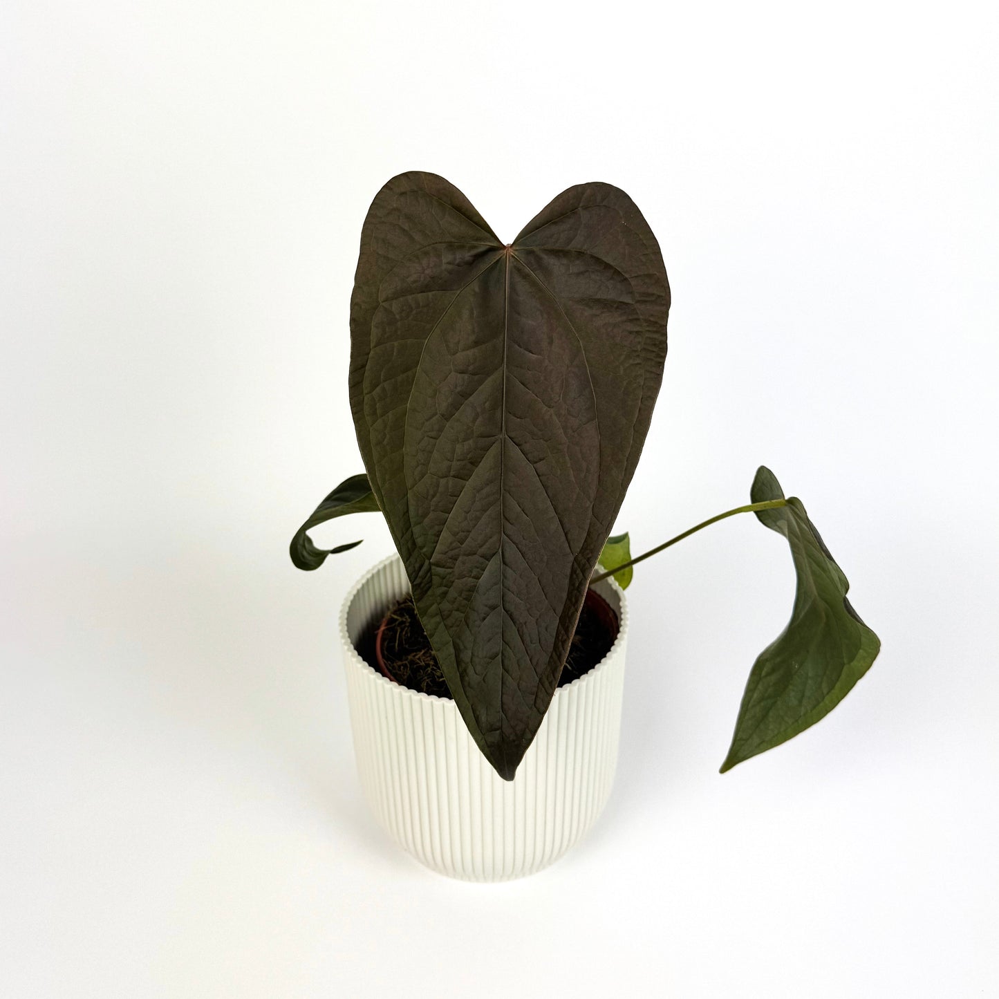Anthurium Queen Of Hearts 12cm Houseplant
