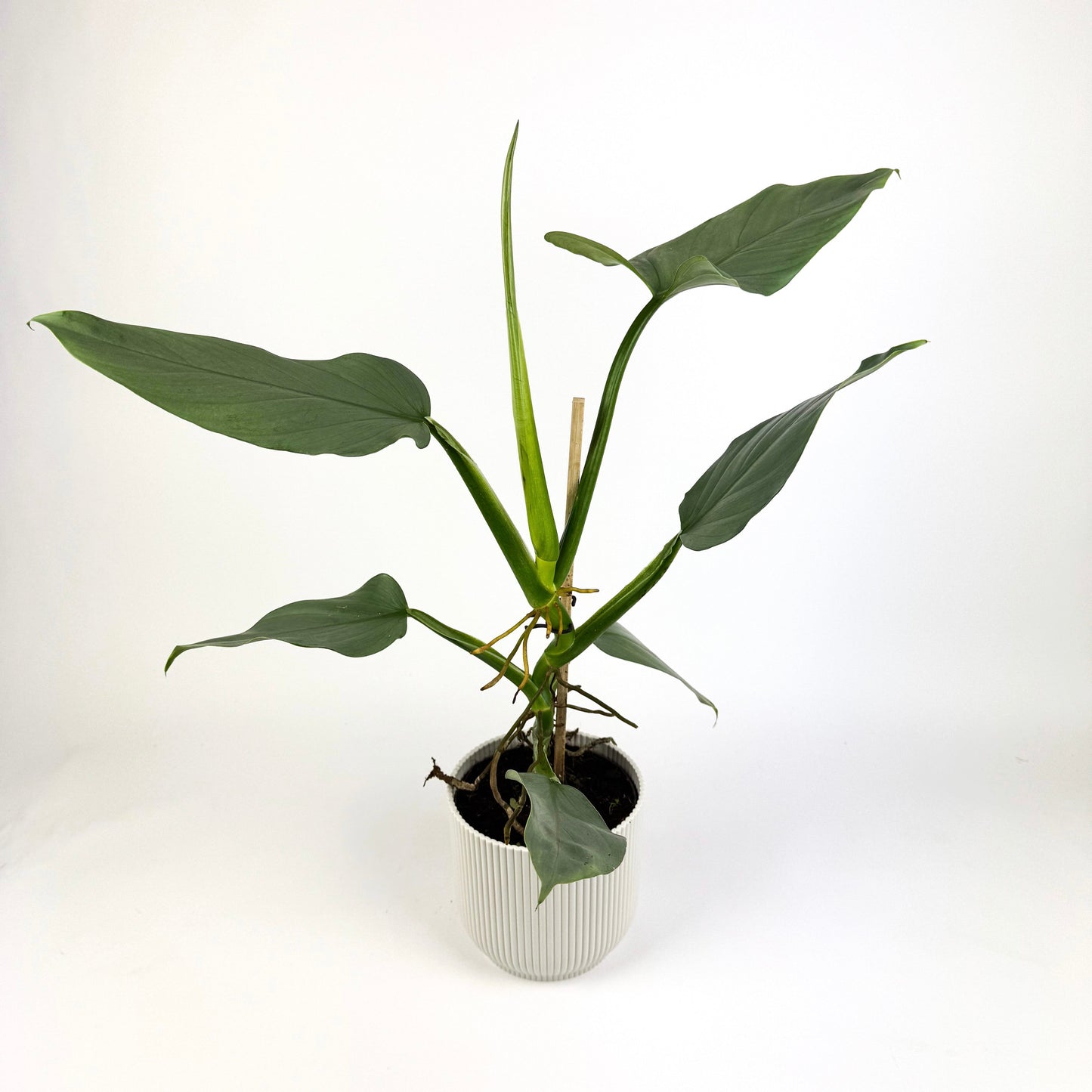 Philodendron Silver Queen 14cm Houseplant