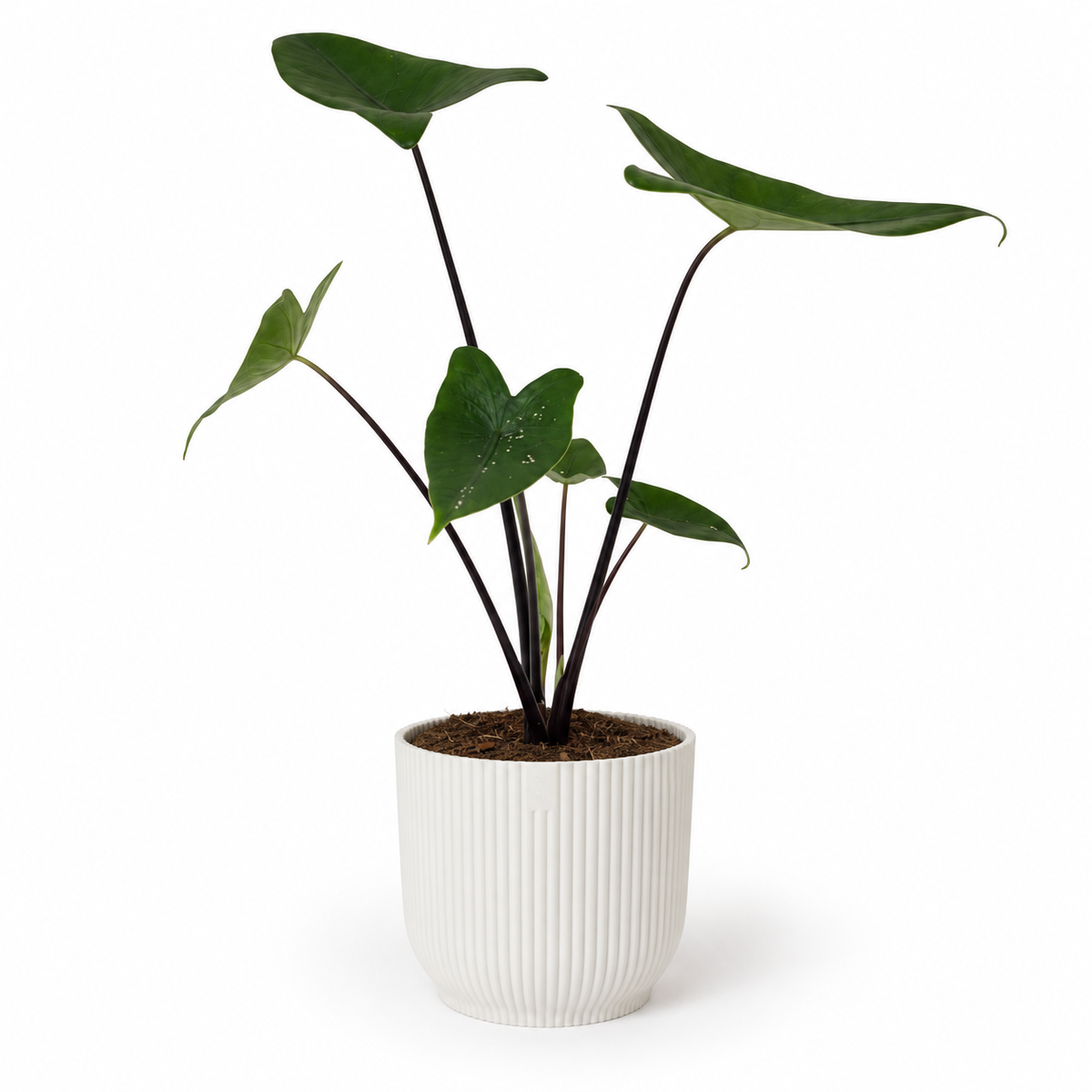 Alocasia Black Zebrina 14cm Houseplant