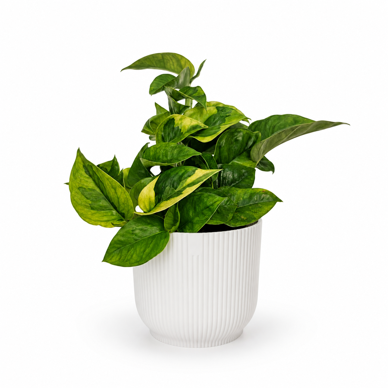 Epipremnum Lemon Joy 12cm Houseplant