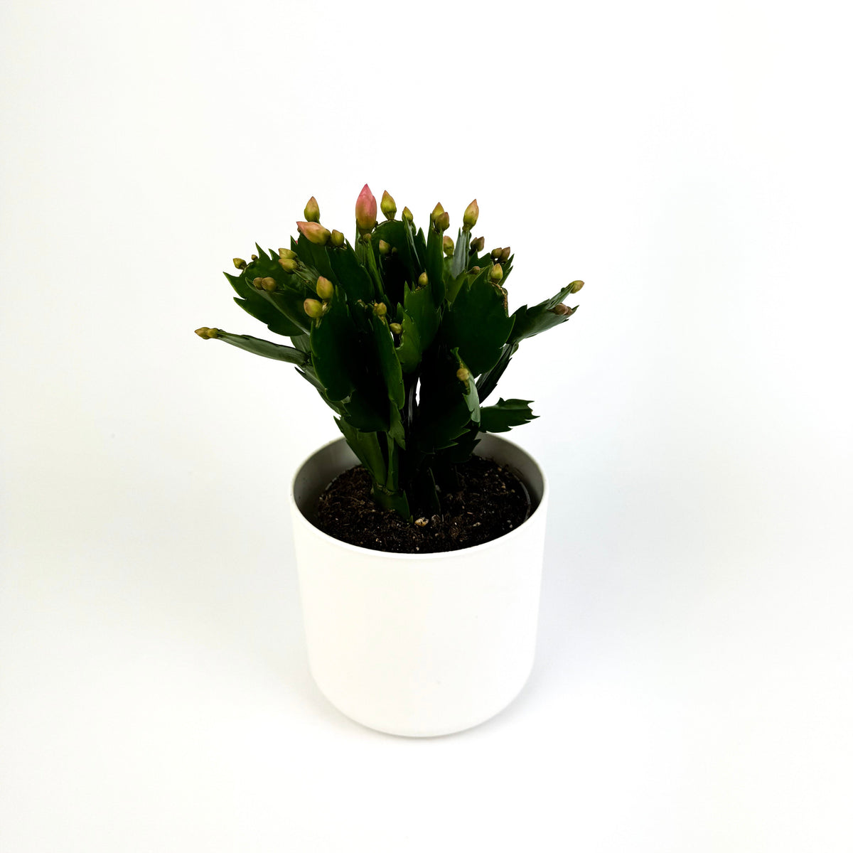 Schlumbergera Pink 10.5cm Houseplant