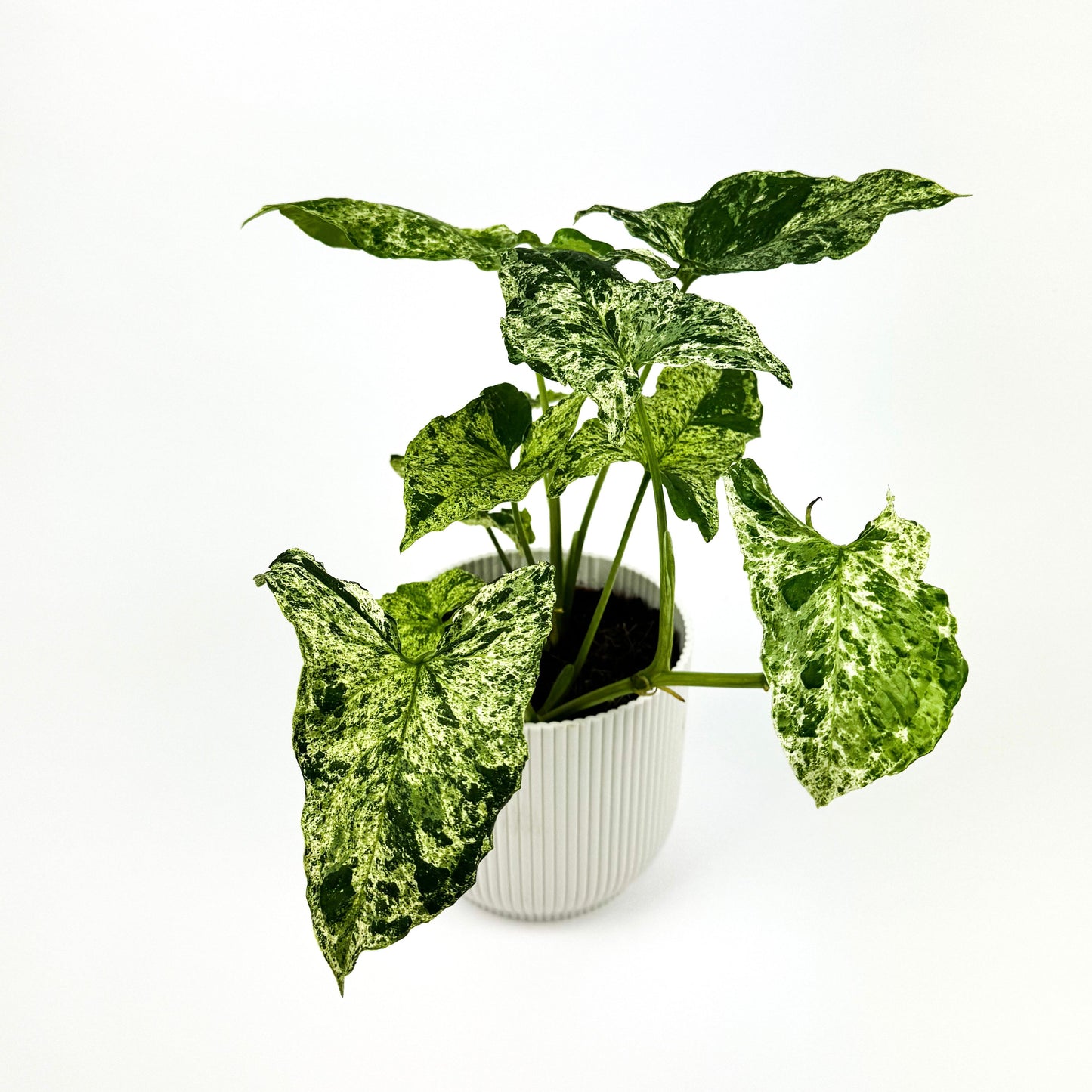 Syngonium Mottled 12cm Houseplant