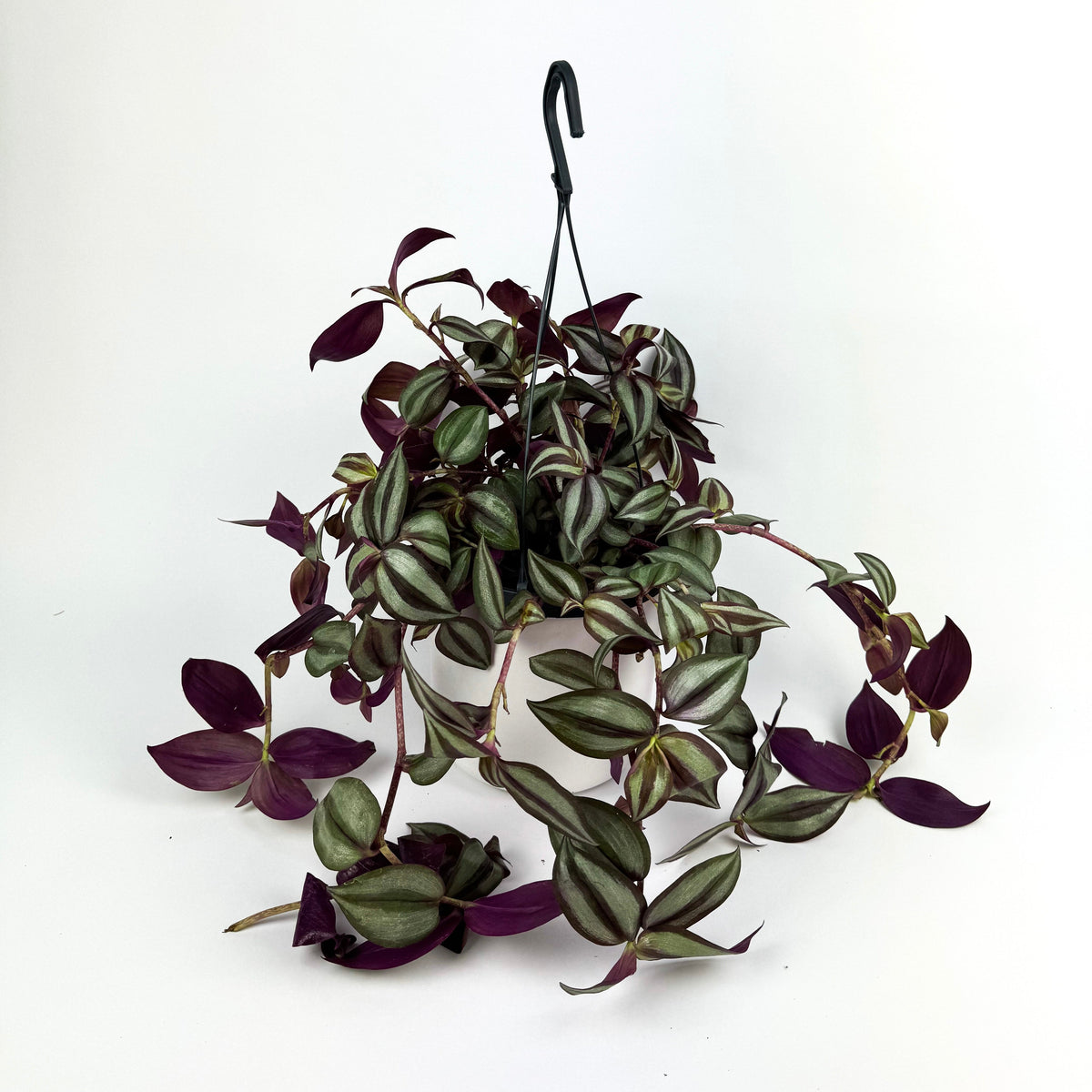 Tradescantia Zebrina 19cm Houseplant