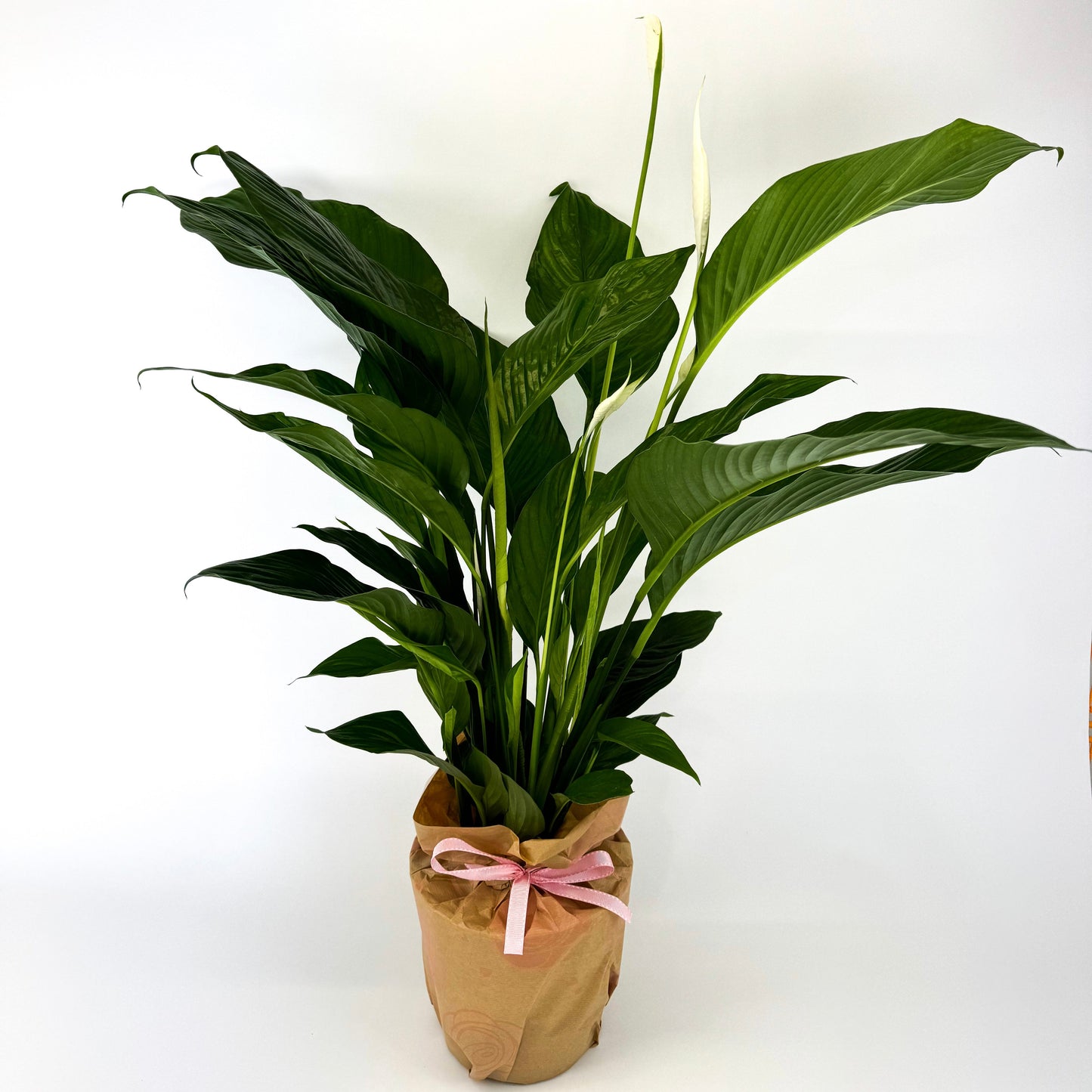 Large Peace Lily 21cm Houseplant