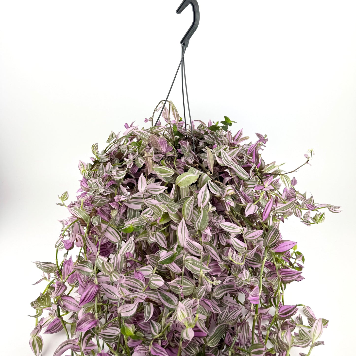 Tradescantia Pink Hill 17cm Houseplant
