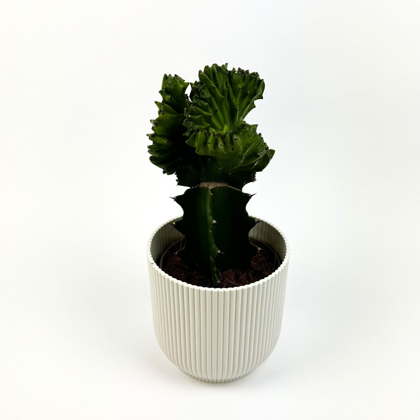 Euphorbia Lactea Cristata 12cm Houseplant