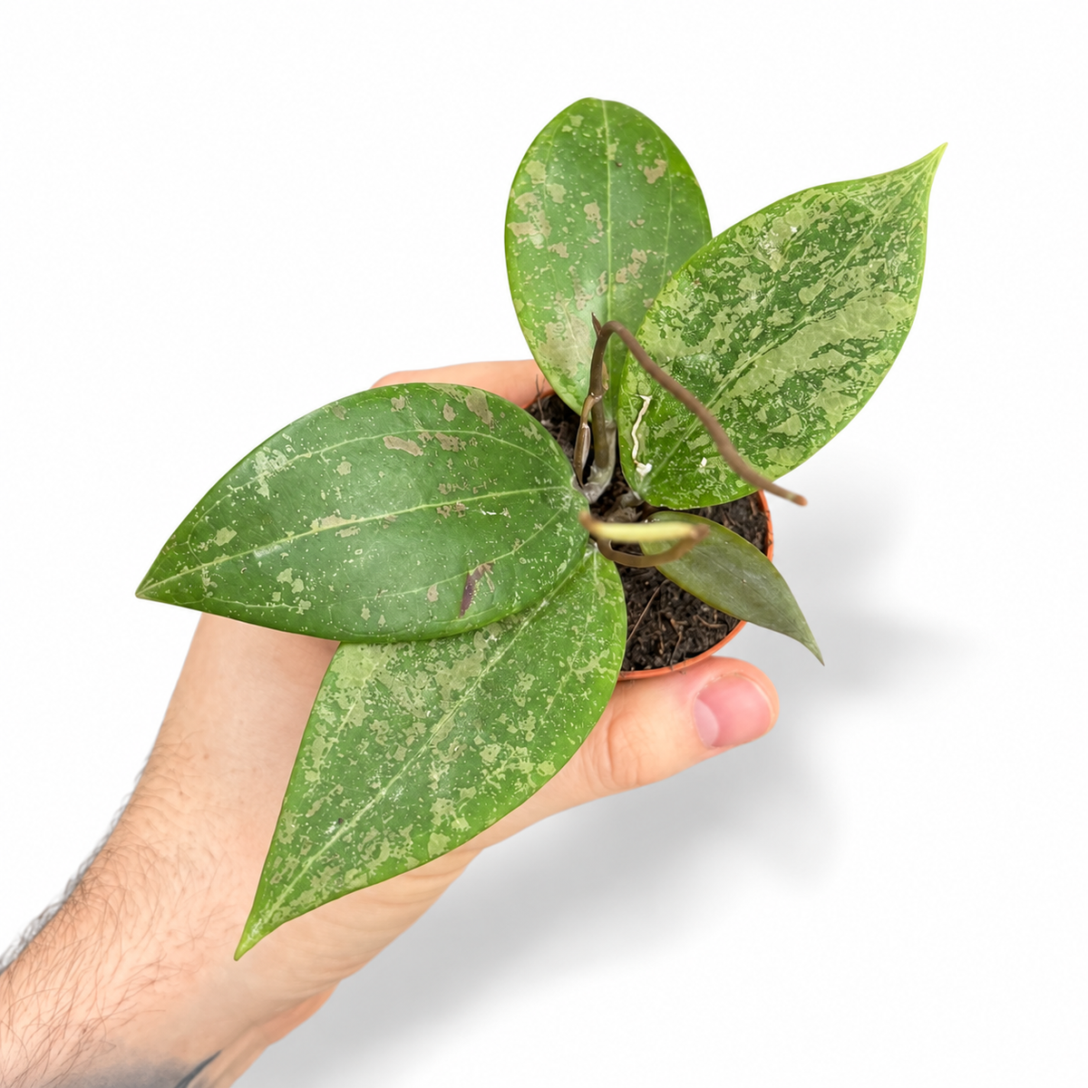 Mini plants Bundle - 6cm Plants