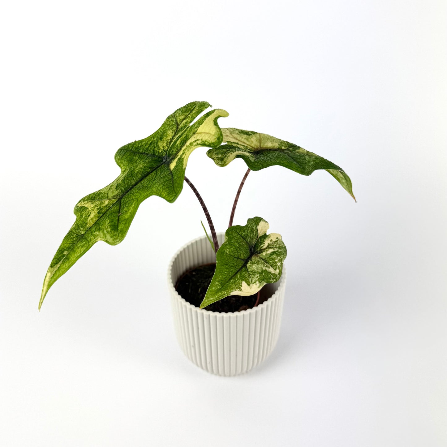 Alocasia Jacklyn Variegata