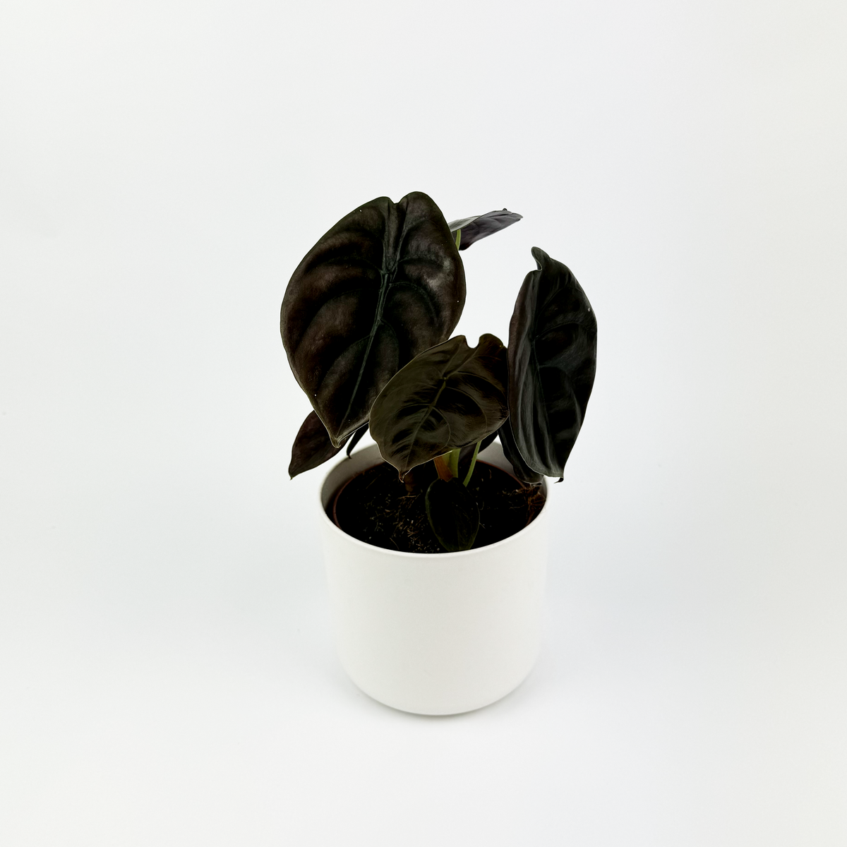Alocasia Red Secret 14cm Houseplant
