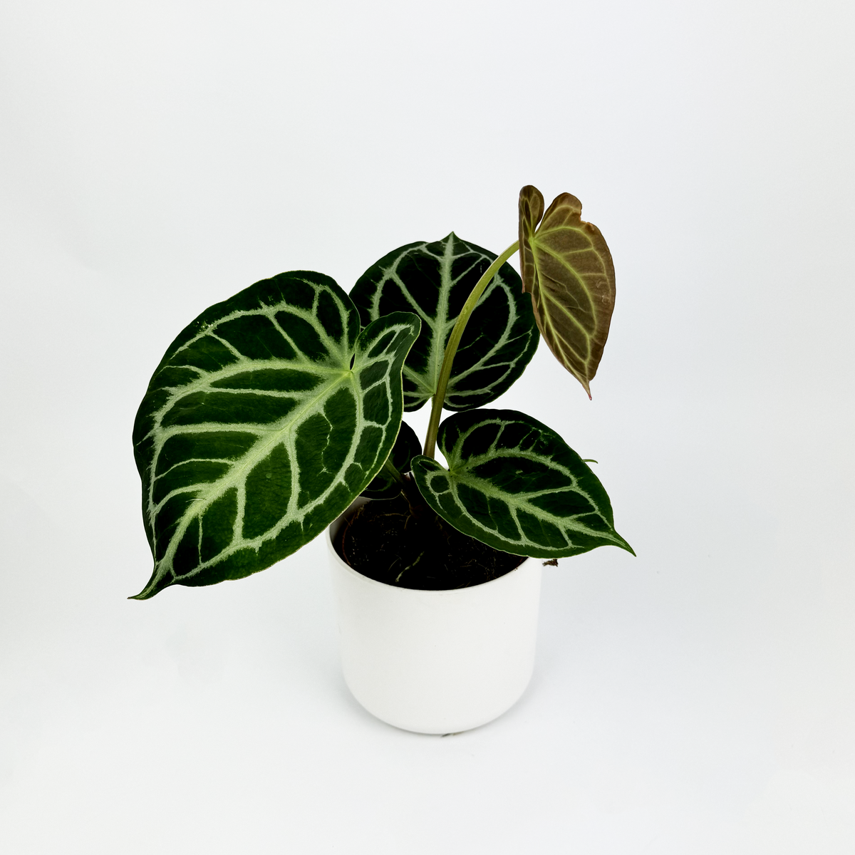Anthurium Silver Blush 12cm Houseplant