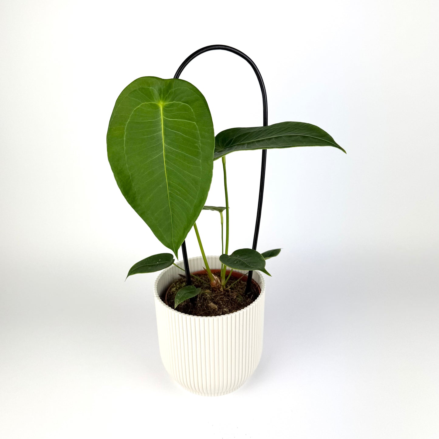 Anthurium Peltigerum