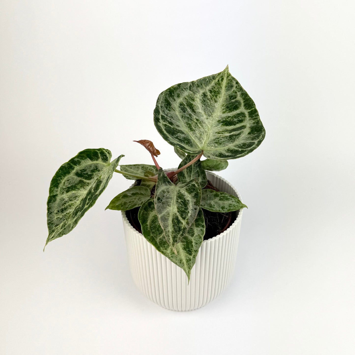 Anthurium Silver Blush Mint