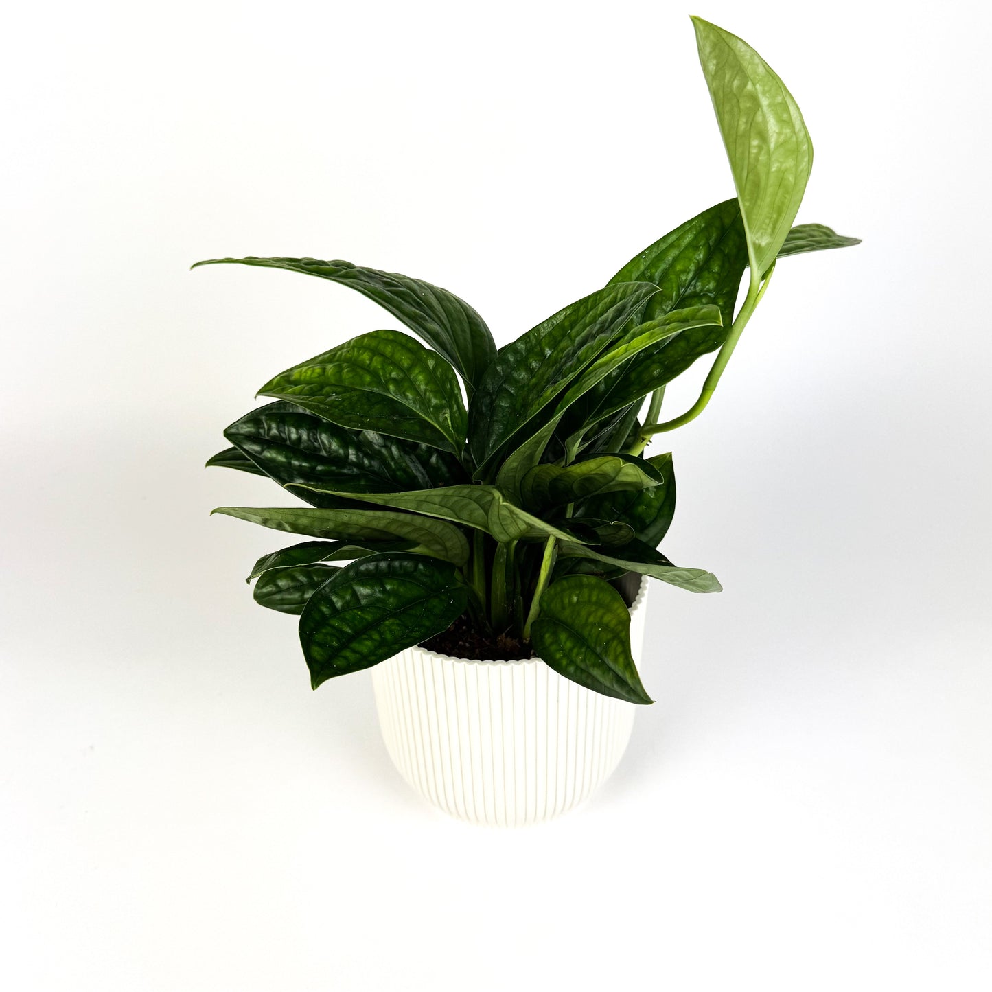 Monstera Sp. 'Peru' 14cm Houseplant