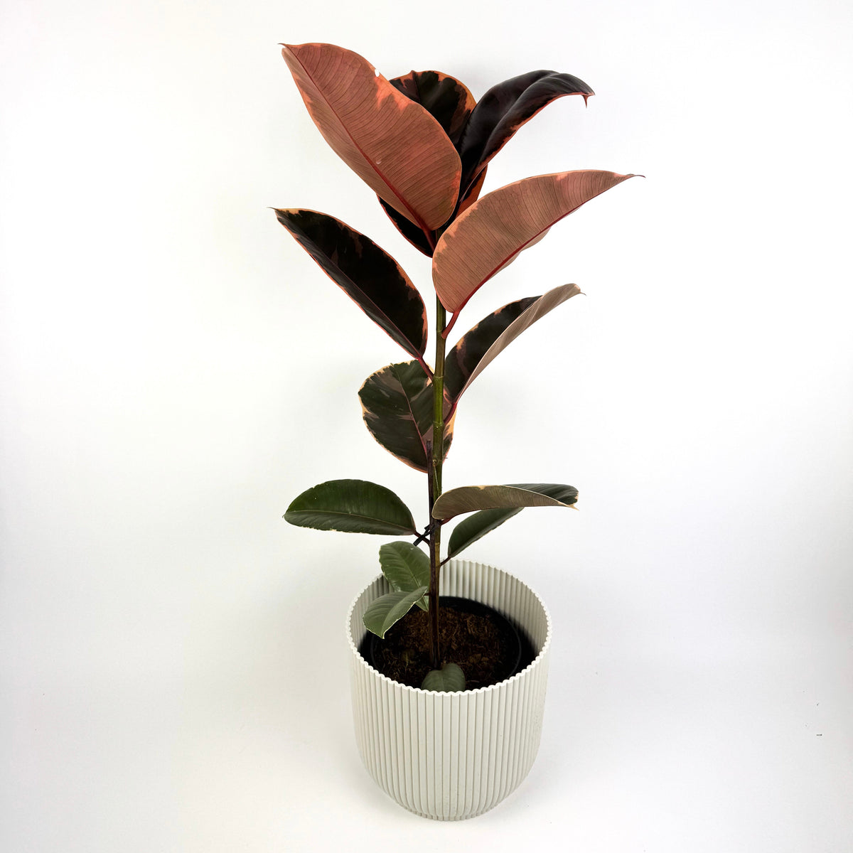 Rubber Belize 14cm Houseplant