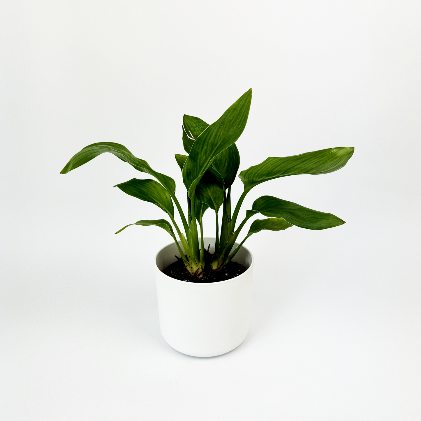 Bird Of Paradise 12cm Houseplant