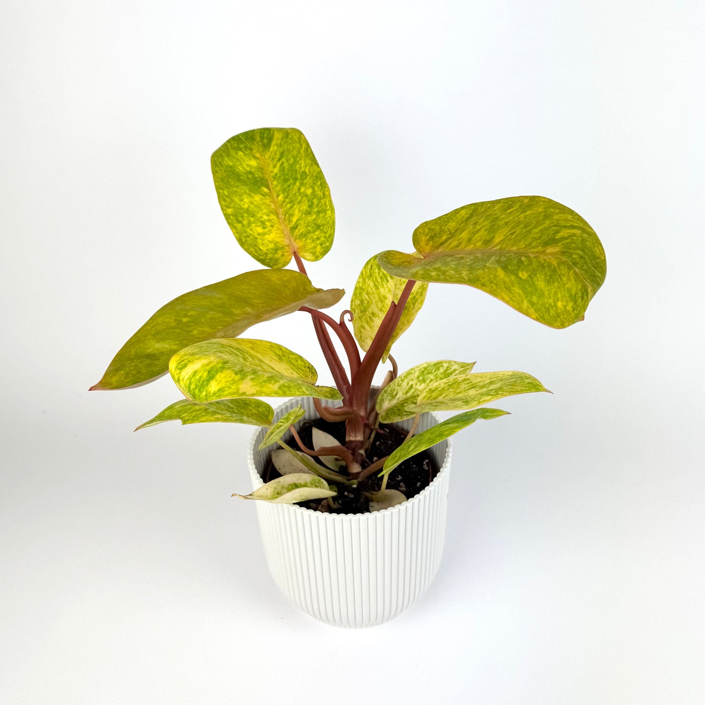 Philodendron Painted Lady Houseplant 12cm