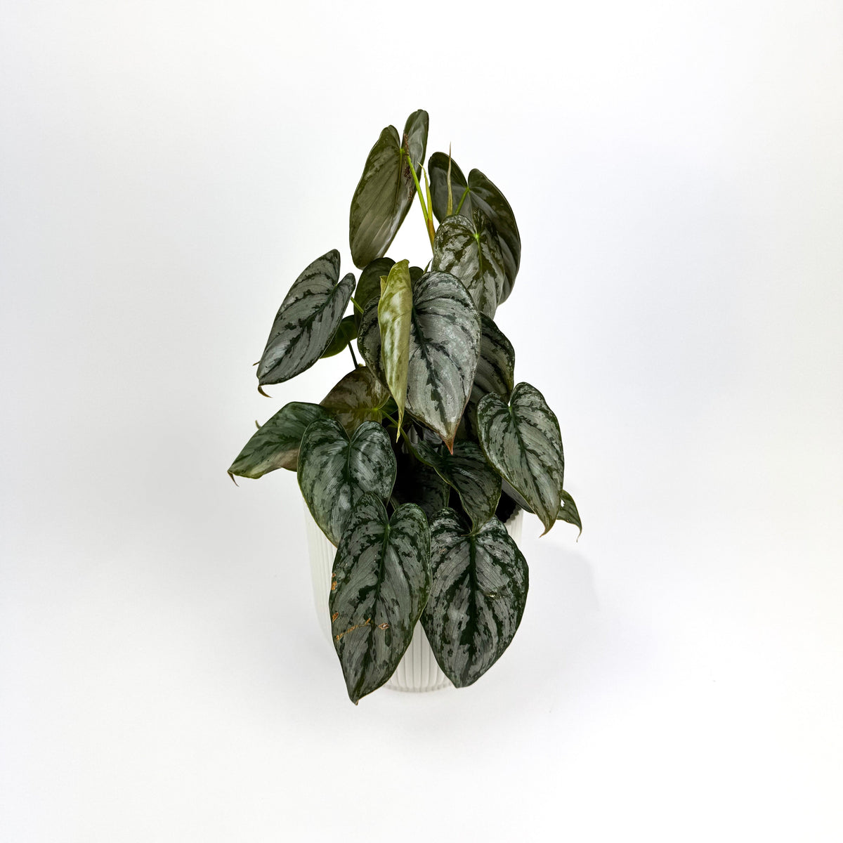 Philodendron Brandtianum 12cm Houseplant