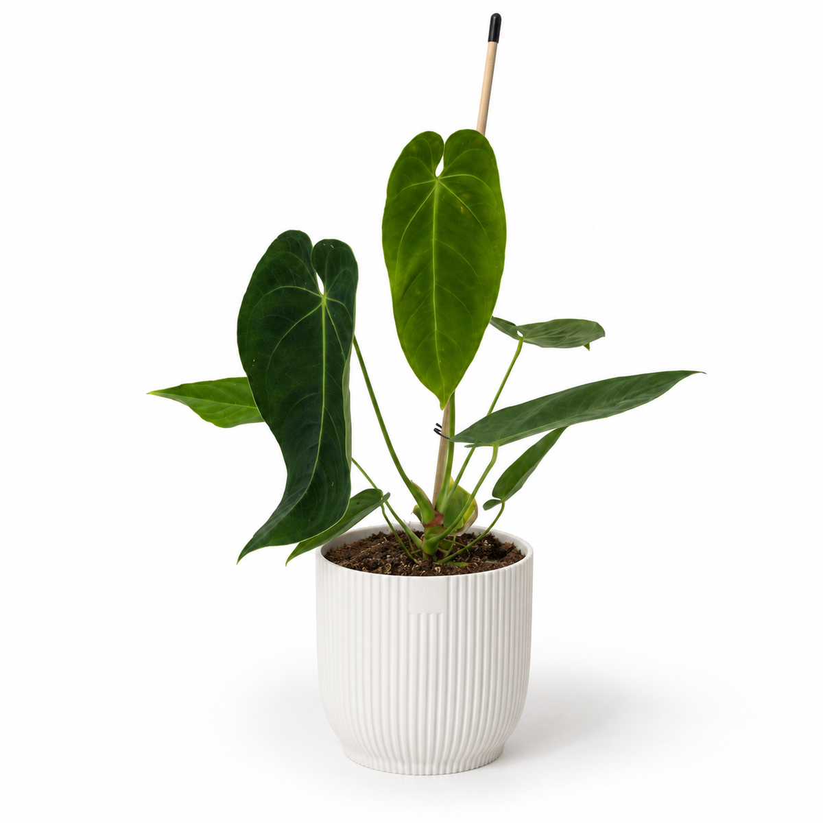 Anthurium Queremalense 12cm Houseplant