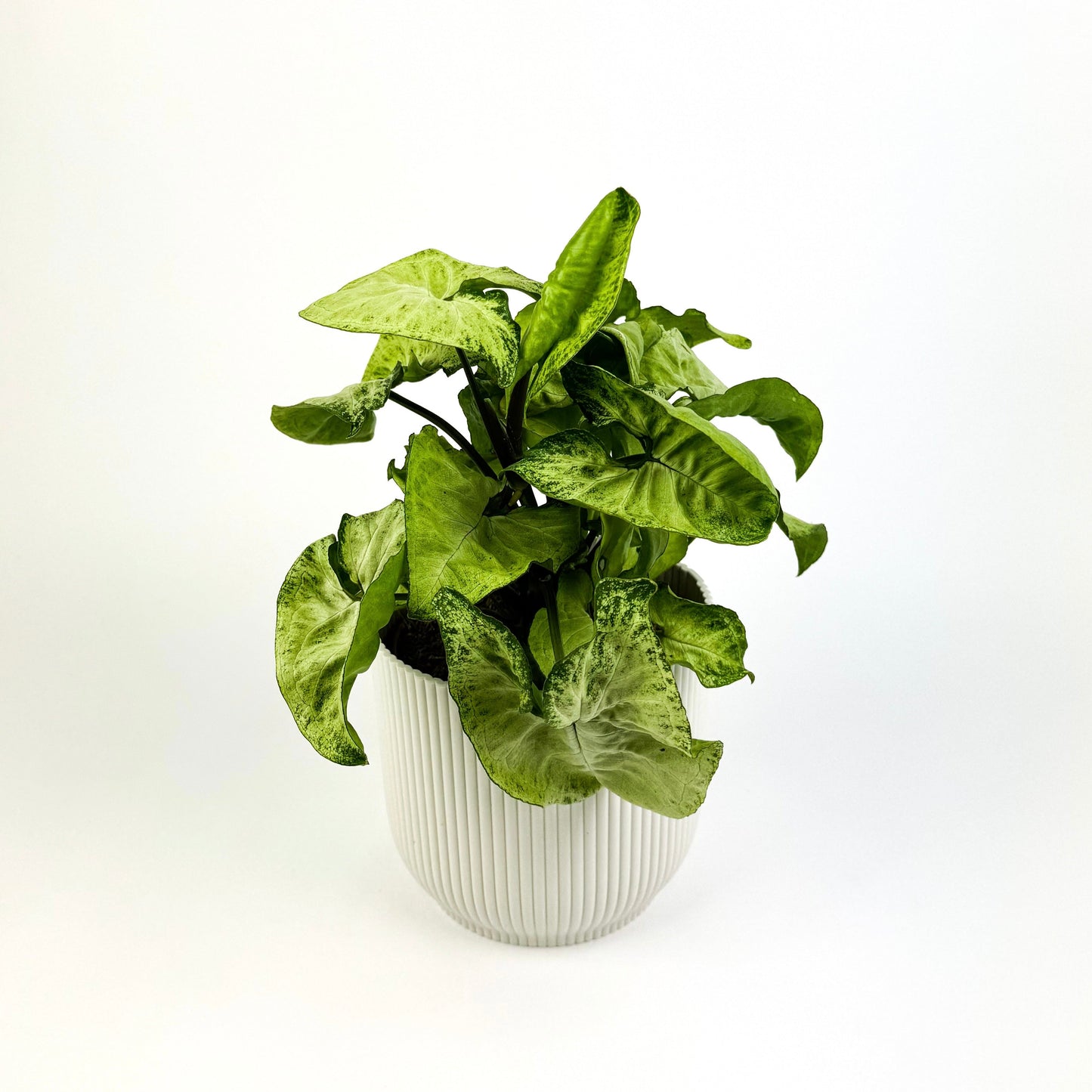 Syngonium White Butterfly 12cm Houseplant