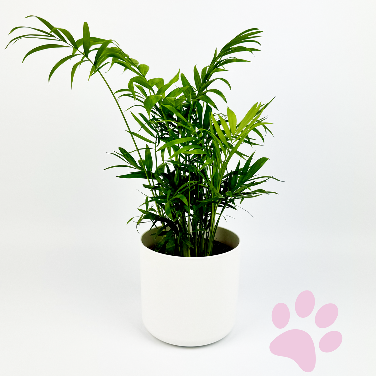 Chamaedorea Palm 12cm Houseplant