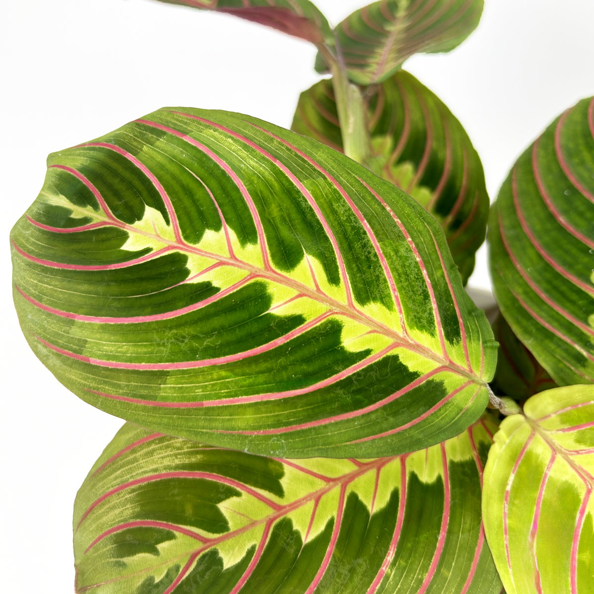 Maranta Leuconeura Fascinator 12cm Houseplant