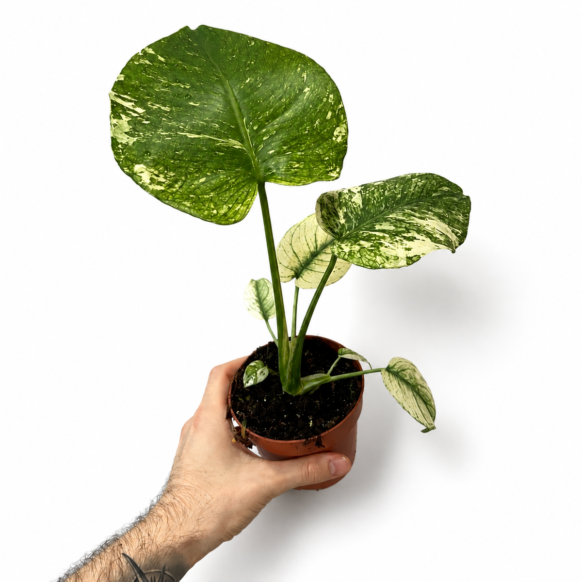 Monstera Deliciosa Mint 10.5cm Houseplant