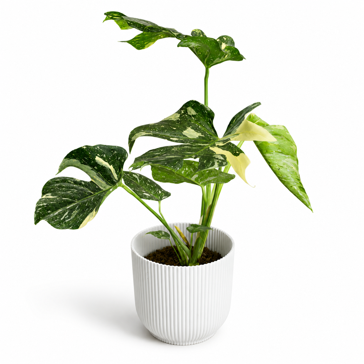 Monstera Thai Constellation 17cm Houseplant