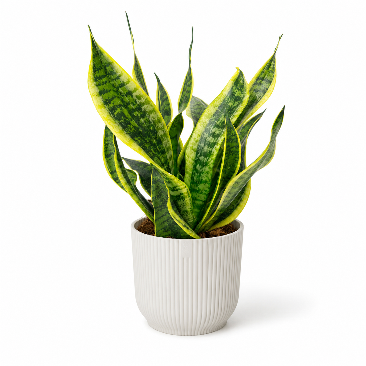 Snake Dragon Tongue 12cm Houseplant