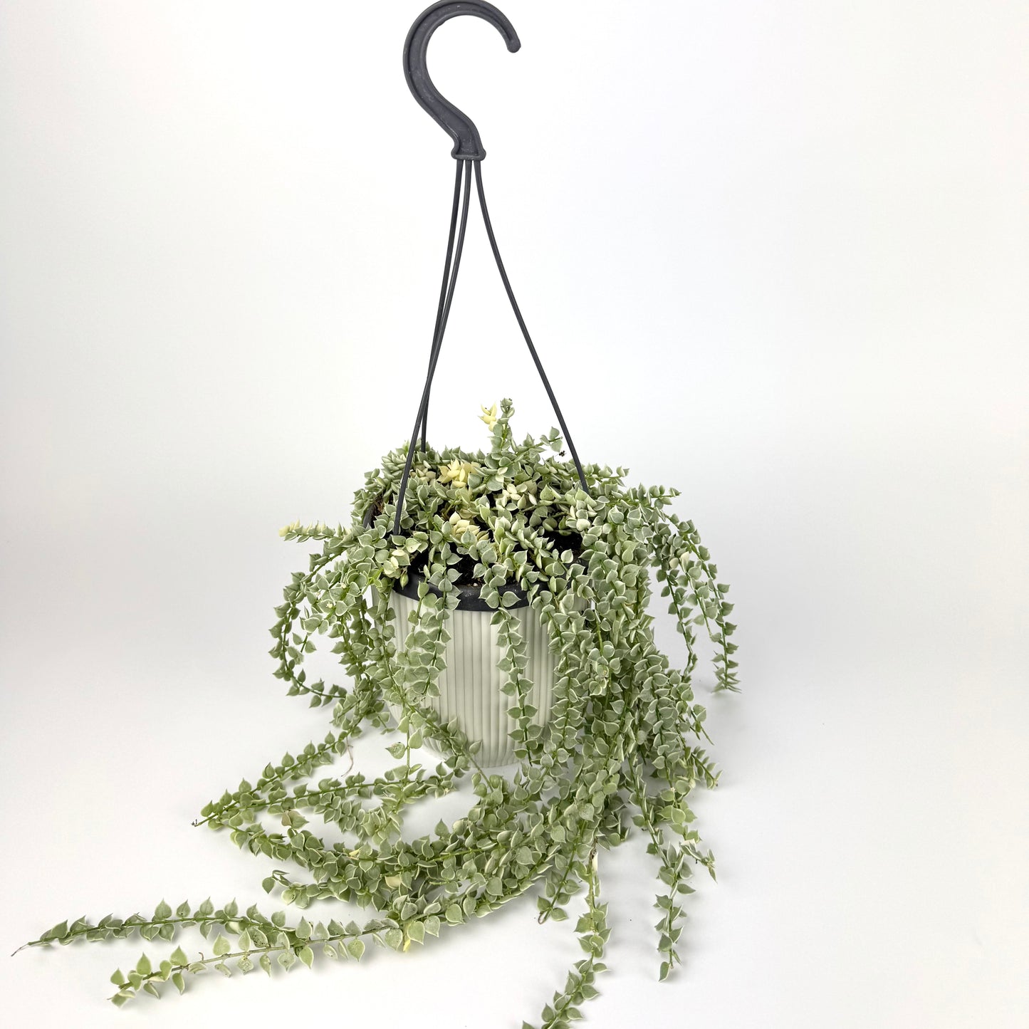 Dischidia Ruscifolia Variegata