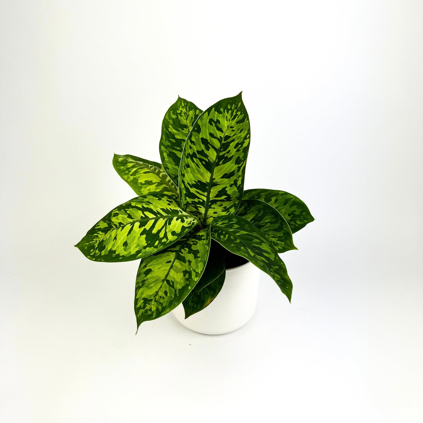 Homalomena camouflage 12cm Houseplant