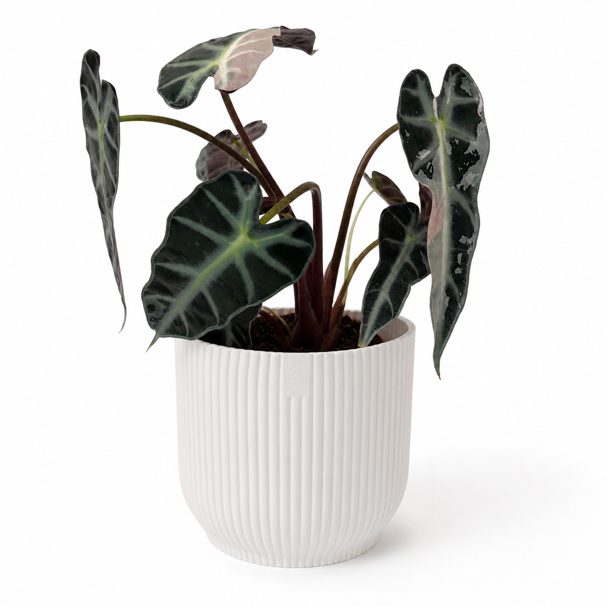 Alocasia Bambino Pink Variegated 9cm Houseplant