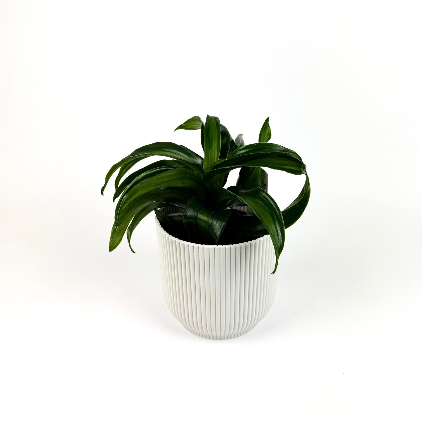 Dracena Black Kanzi 12cm Houseplant