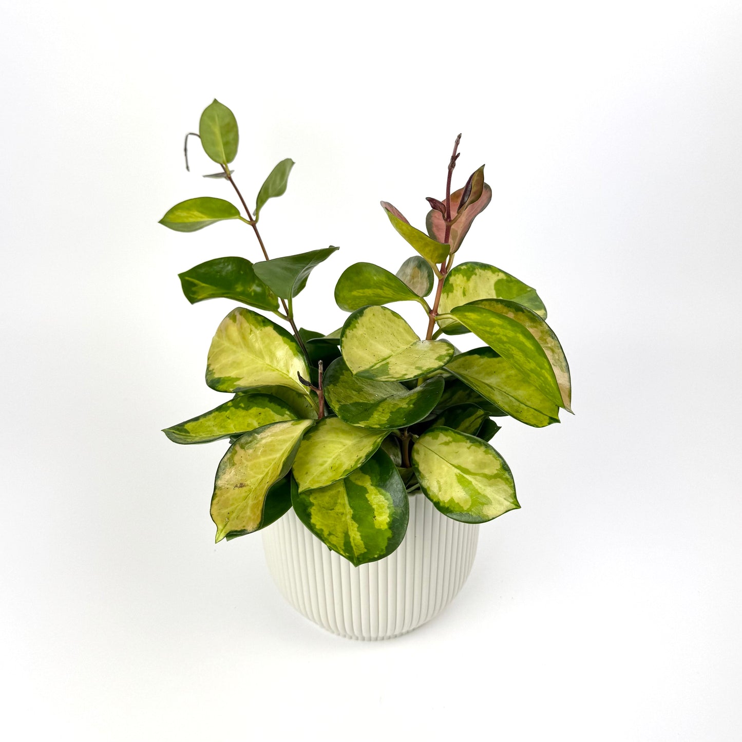 Hoya Tricolor Bordvare 12cm Houseplant