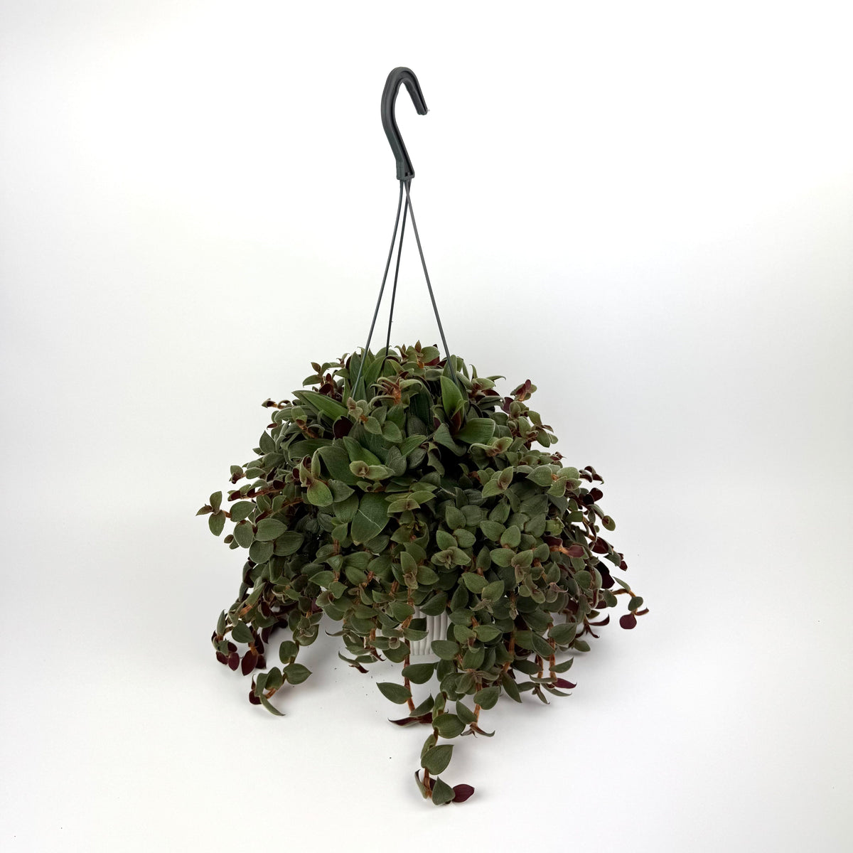 Tradescantia Brown hill 17cm Houseplant