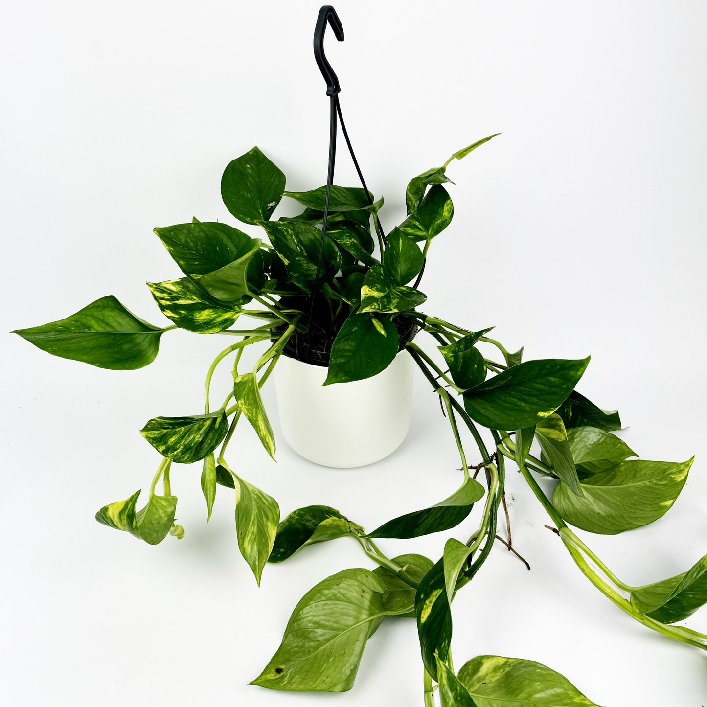 Hanging Golden Pothos 15cm Houseplant