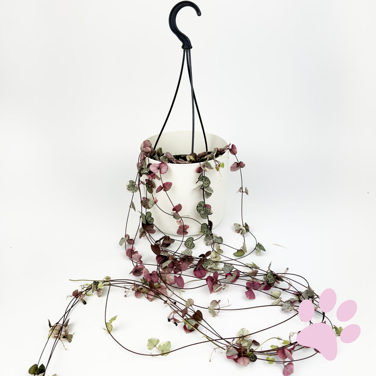 Variegated String Of Hearts 14cm Houseplant