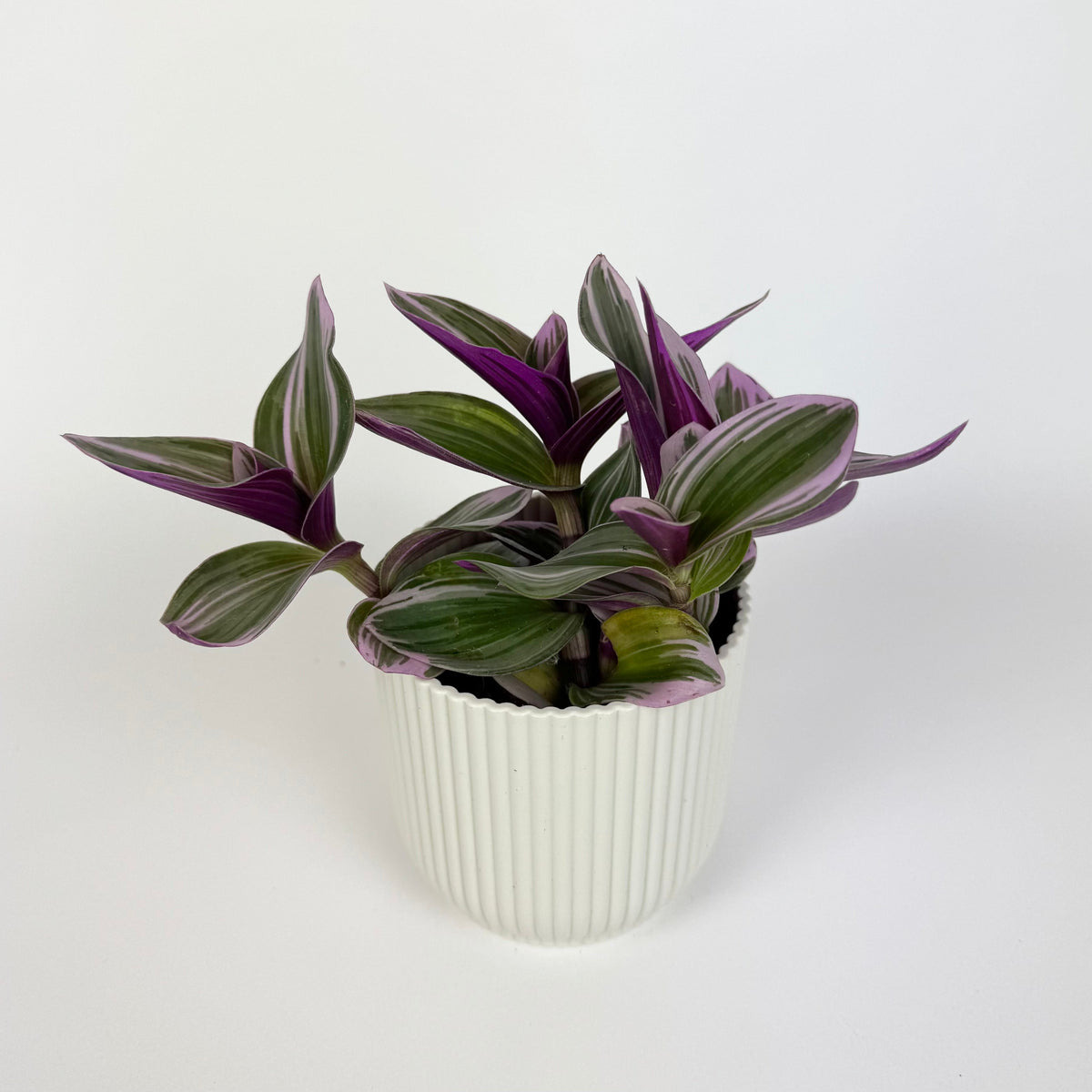 Tradescantia Nanouk 12cm Houseplant