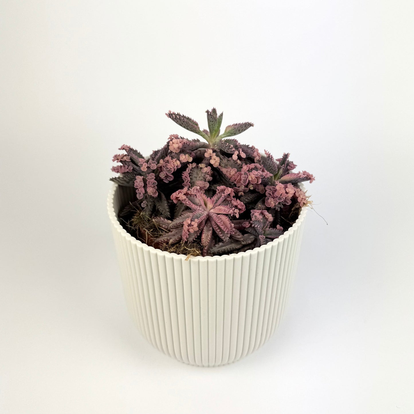 Kalanchoe Sierra Pink Butterfly 12cm Houseplant