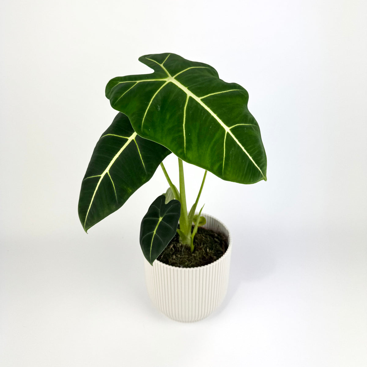 Alocasia frydek 12cm Houseplant