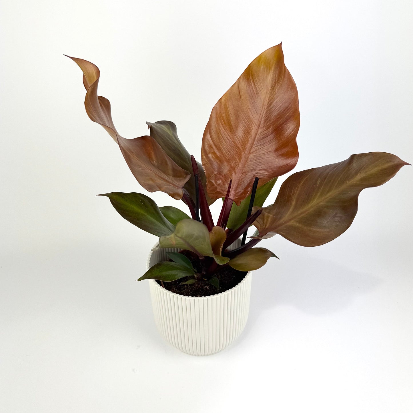 Philodendron Sunlight 12cm Houseplant