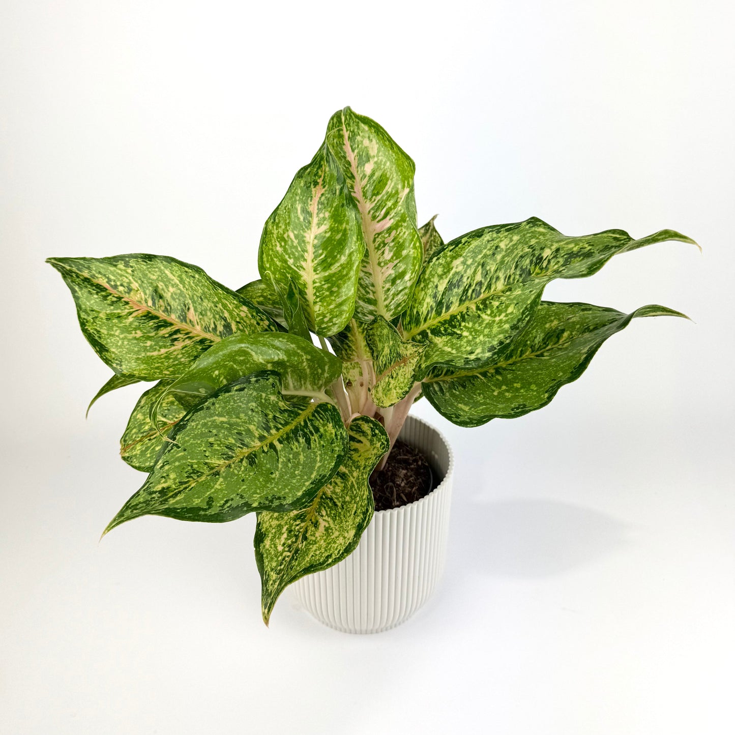 Aglaonema Pistachio Pink 12cm Houseplant