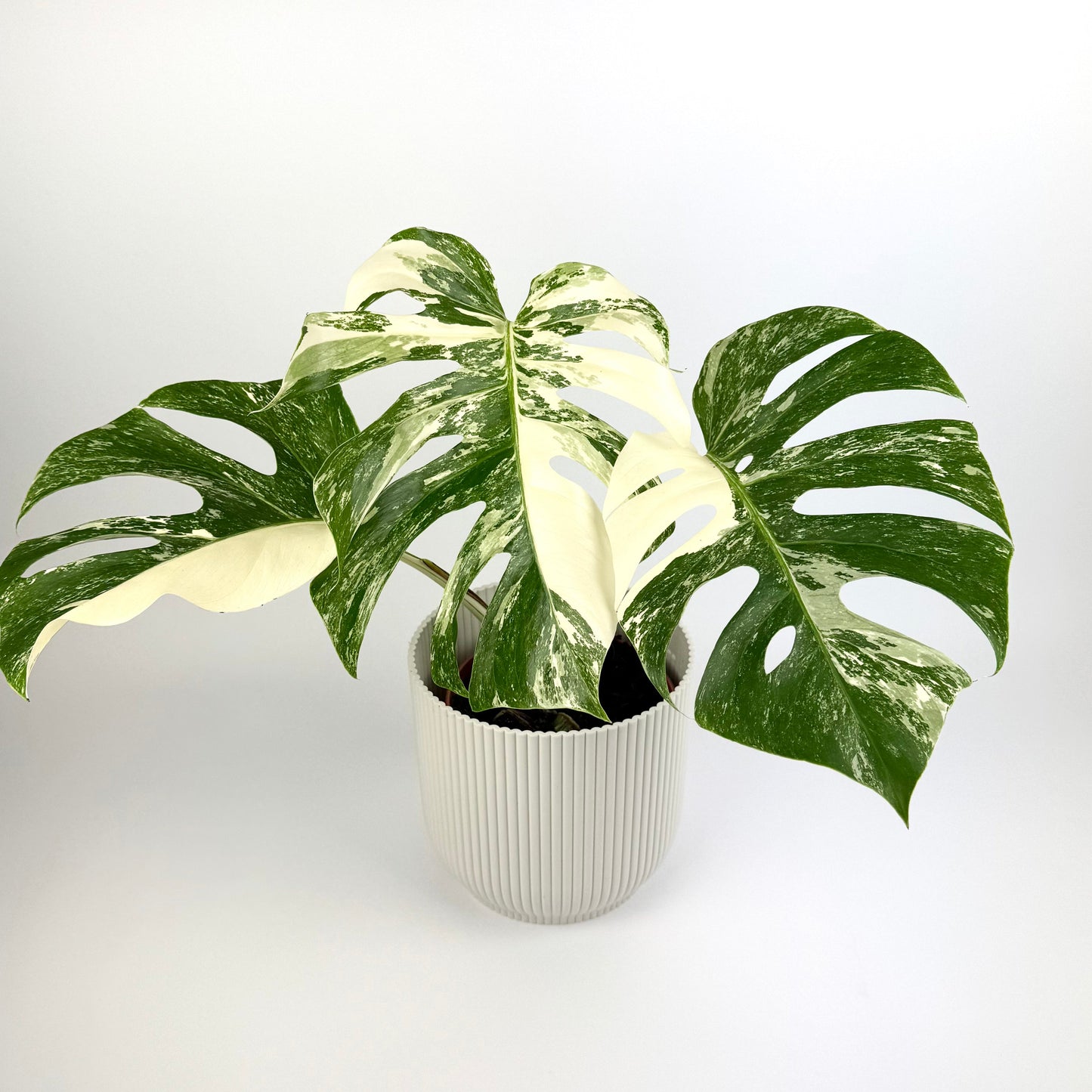 Monstera Deliciosa Variegated 12cm Houseplant (High Variegation)